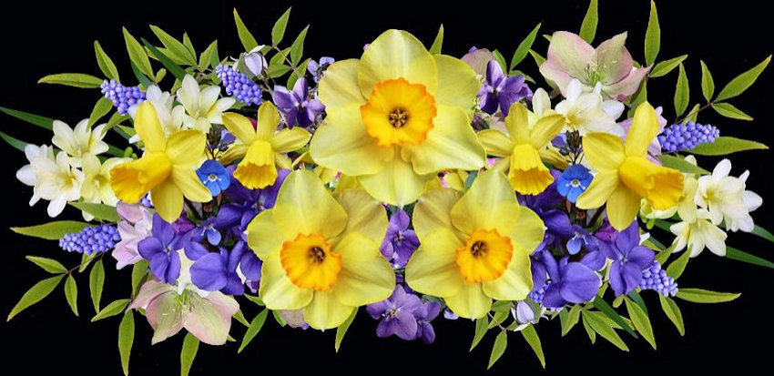 Complements Purple & Yellow