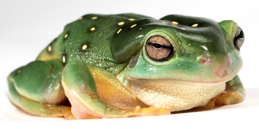 Green & Beige Spotted Frog