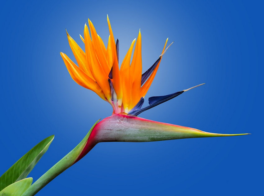 Exotic Bird of Paradise