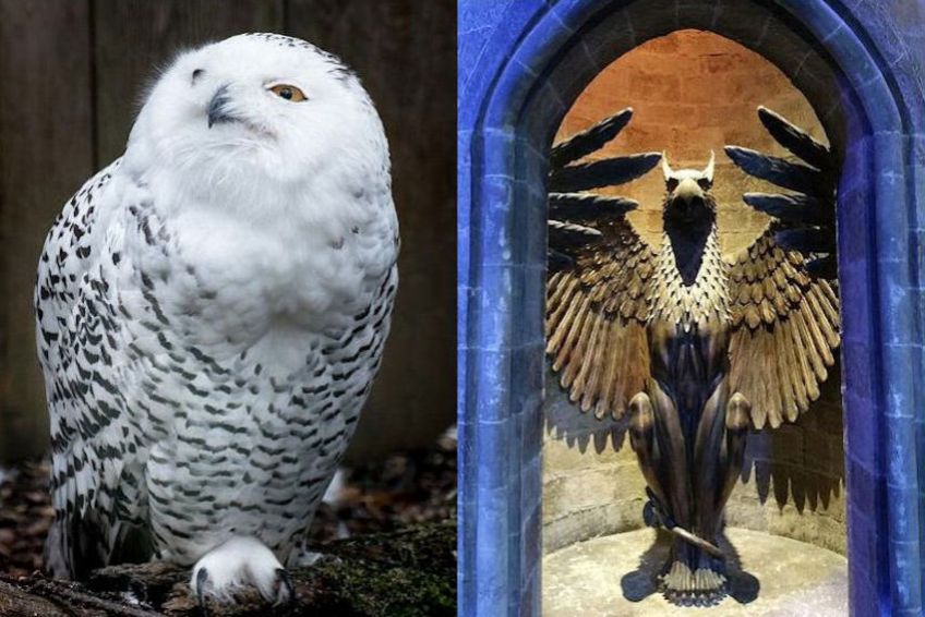 Harry Potter Owl & Griffin