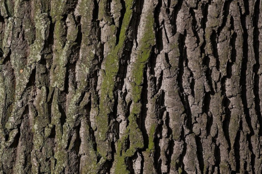 Tree bark