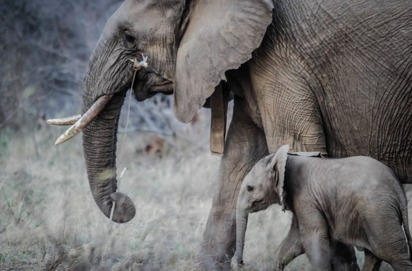 Gray Elephant with baby