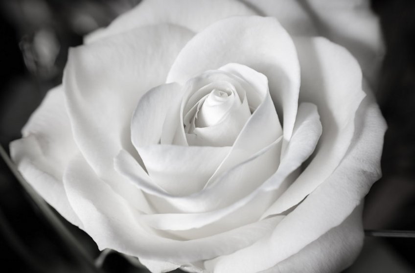 White Rose