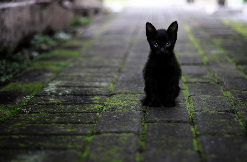 Black Cat