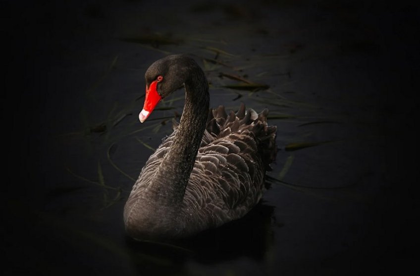 Black Swan