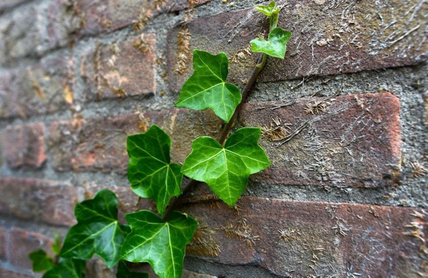Ivy vines on brick