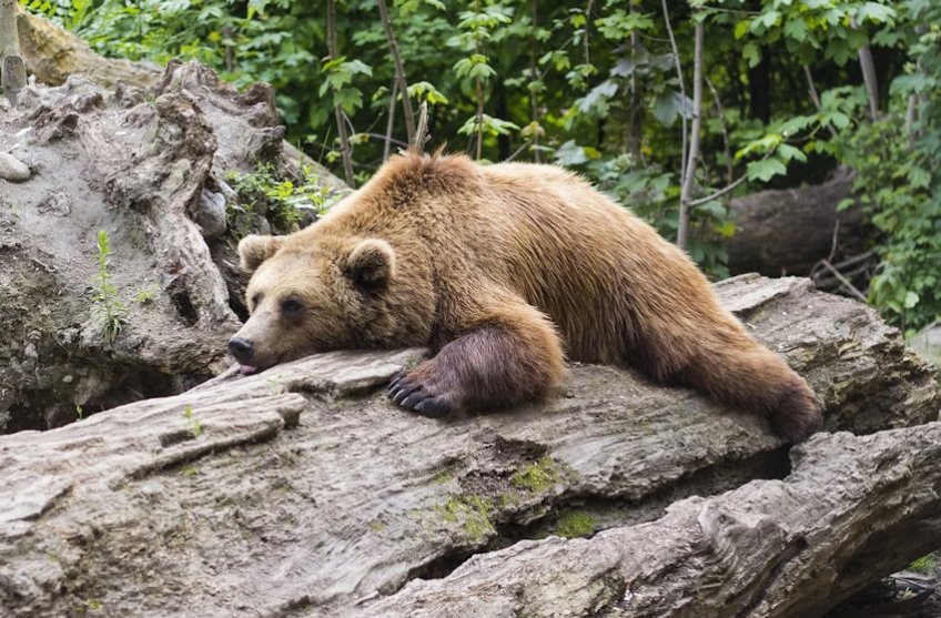 Brown Bear on a log