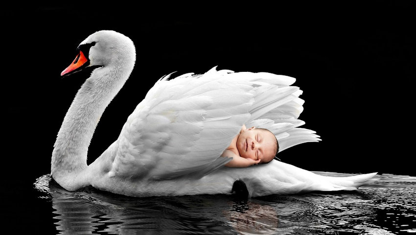 Baby Napping on Swan