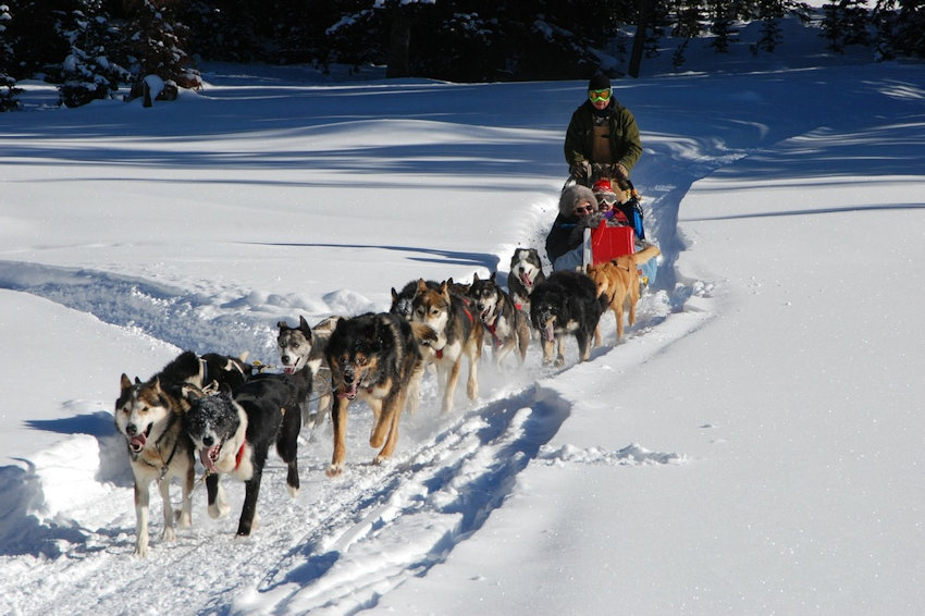 Dog Sled