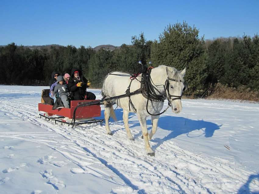 Horse Drawn Sleigh