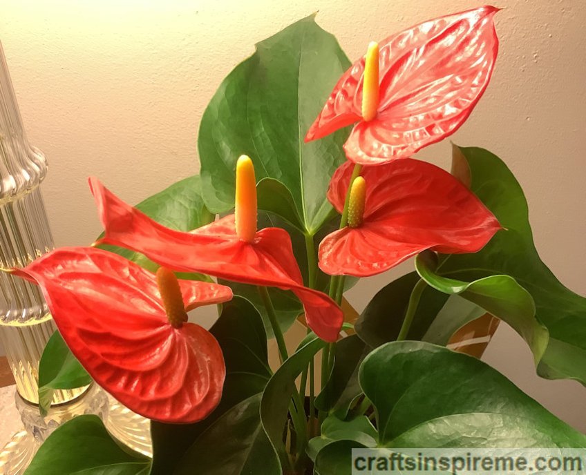 Anthurium