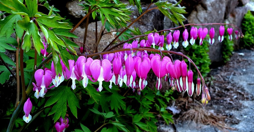 Bleeding Hearts Flowers
