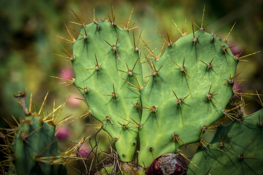 Cactus