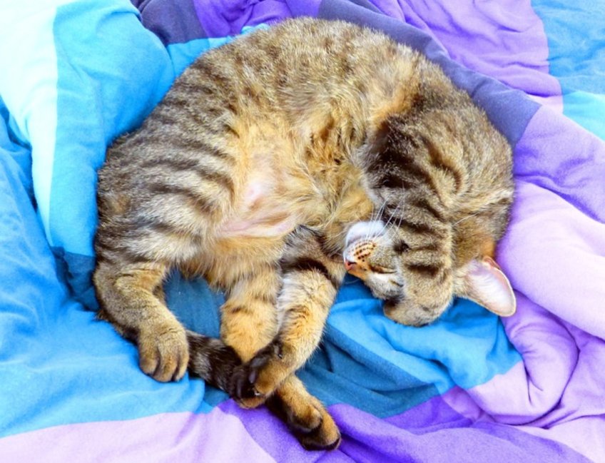 Cat Fur