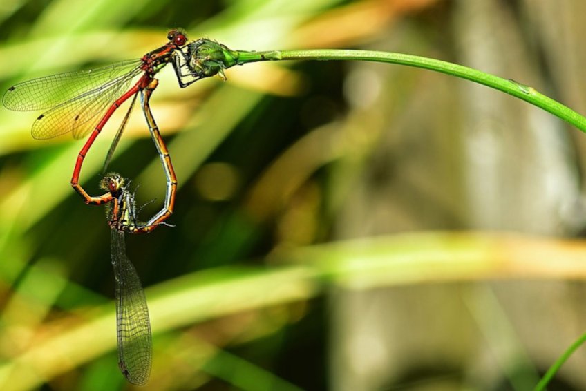 Dragon Flies