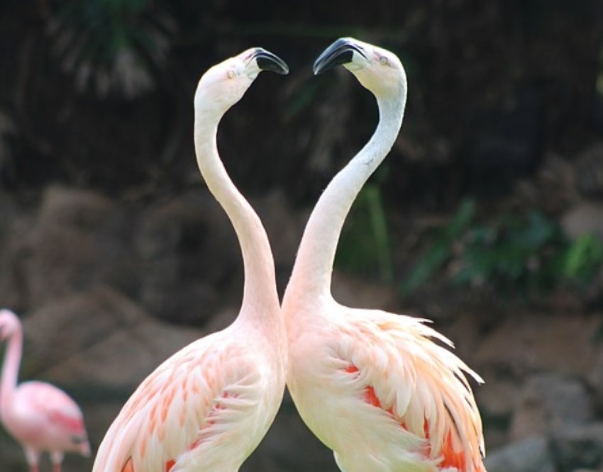 Flamingos