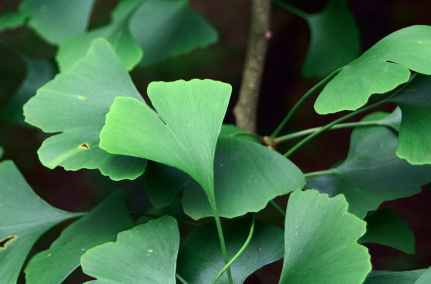 Ginko Leaves