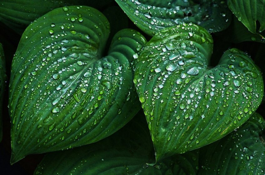 Hosta Leaves