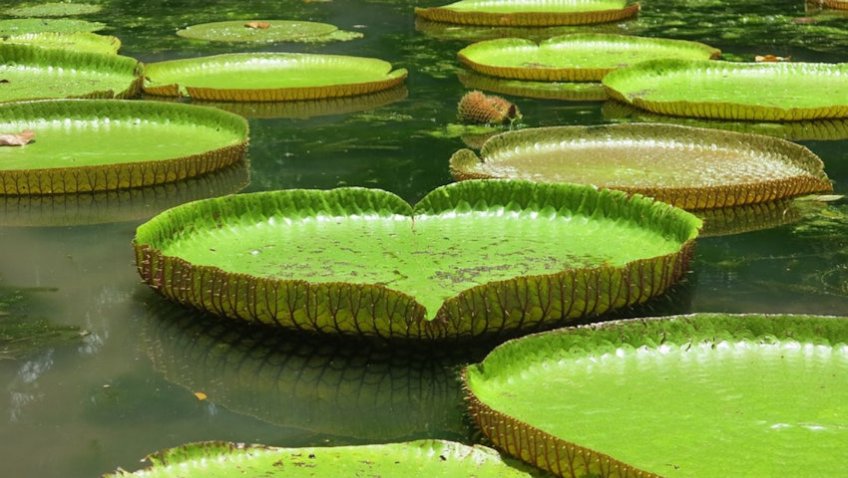 Lilly Pads