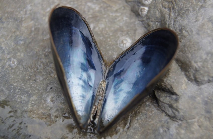 Seashells