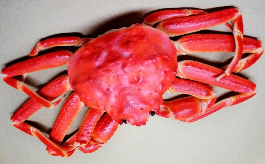 Snow Crab