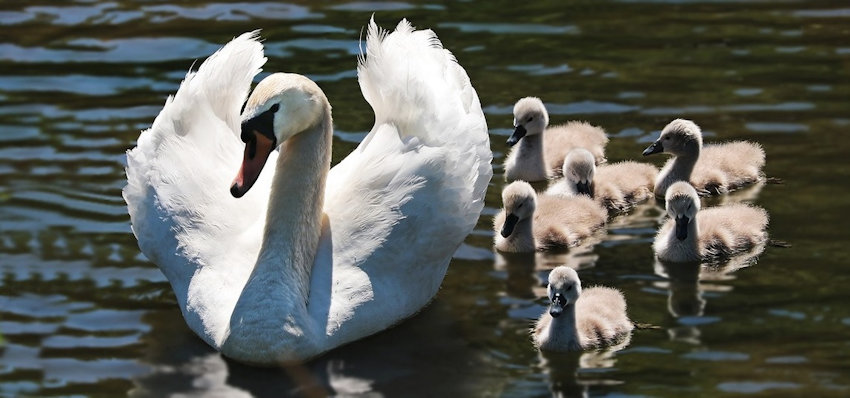 Swan & Cygnets