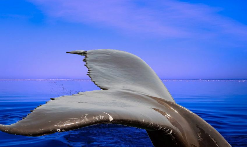 Whale Tail