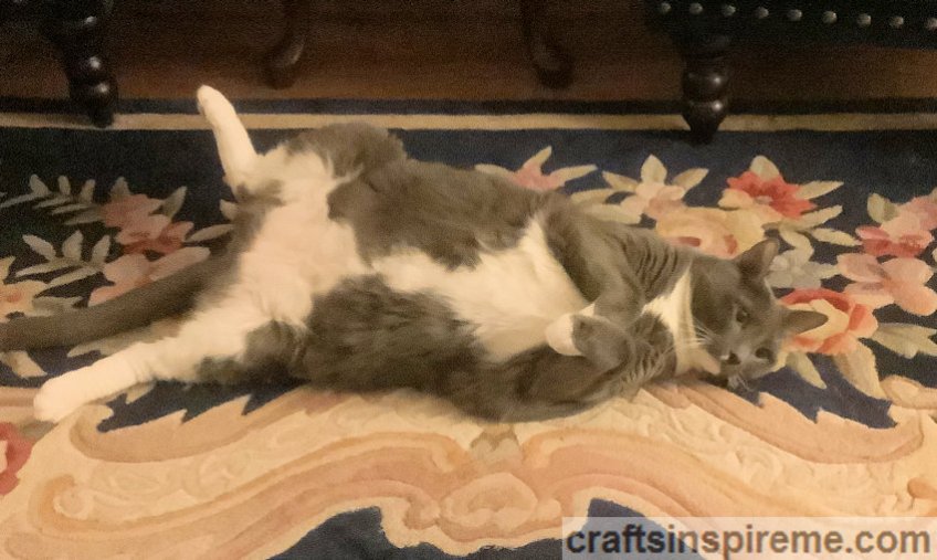 Cat Yoga Poses