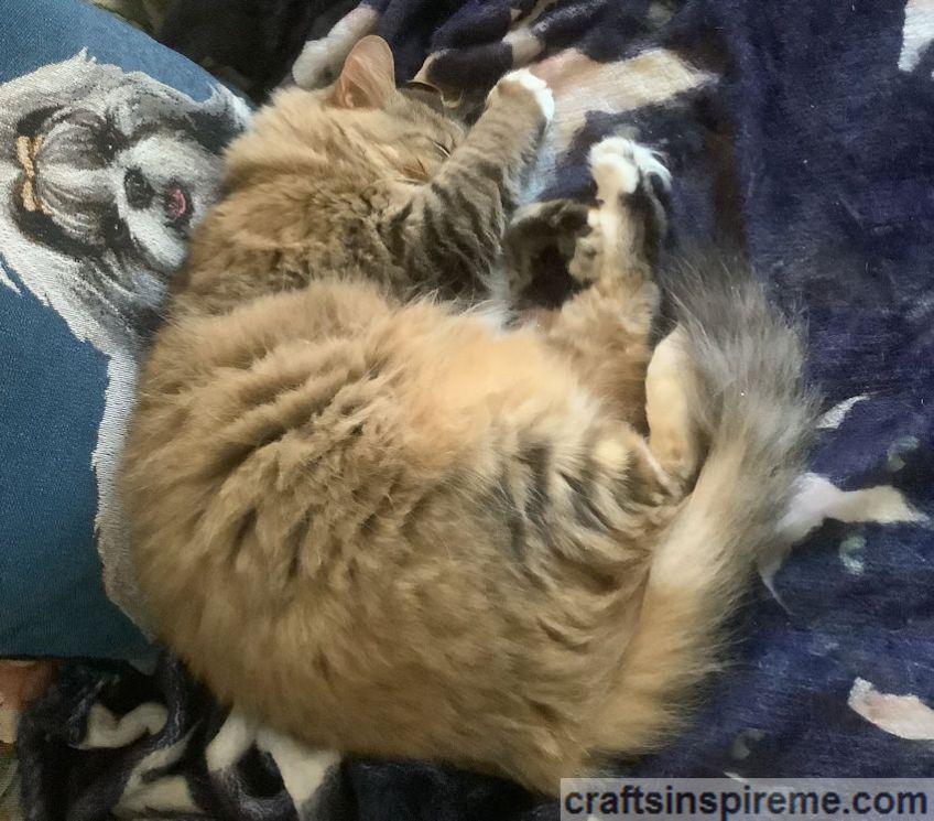 Pet Me