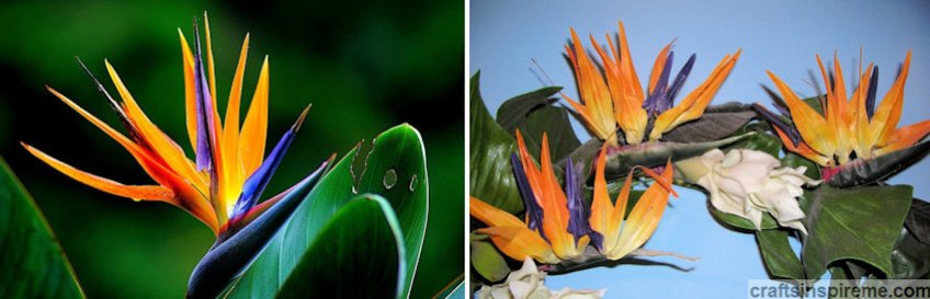 Birds of Paradise Live vs Silk