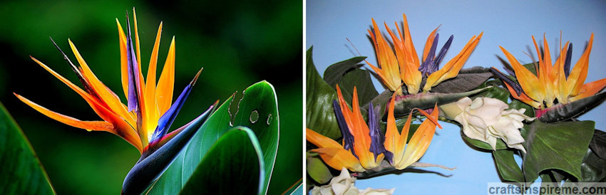 Birds of Paradise Live vs Silk