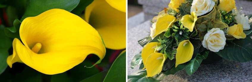 Calla Lilies Live vs Silk