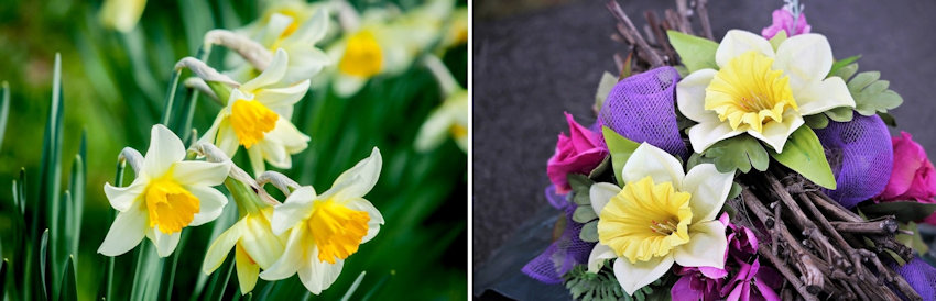 Daffodils Live vs Silk