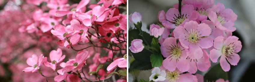 Dogwood Live vs Silk