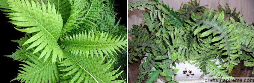 Ferns Live vs Silk