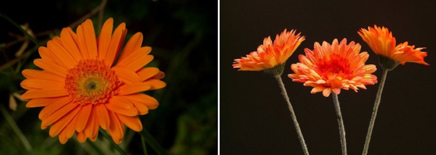 Gerber Daisies Live vs Silk