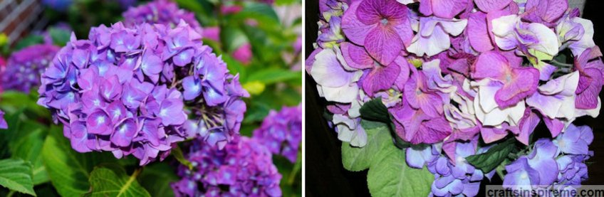 Hydrangeas Live vs Silk