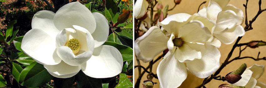 Magnolias Live vs Silk