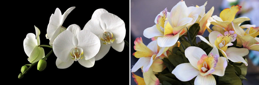 Orchids Live vs Silk