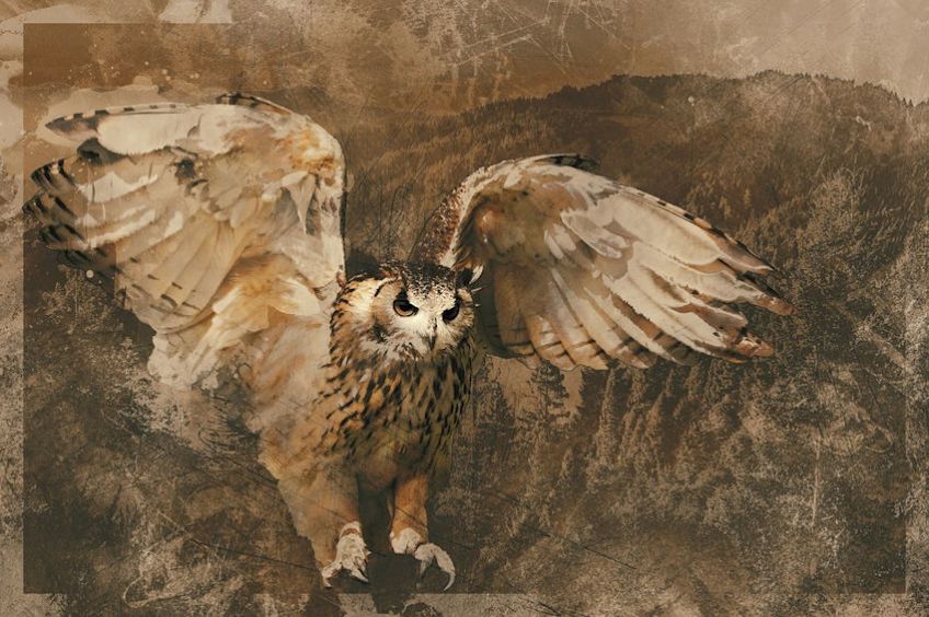 Mixed Media Owl Collage
