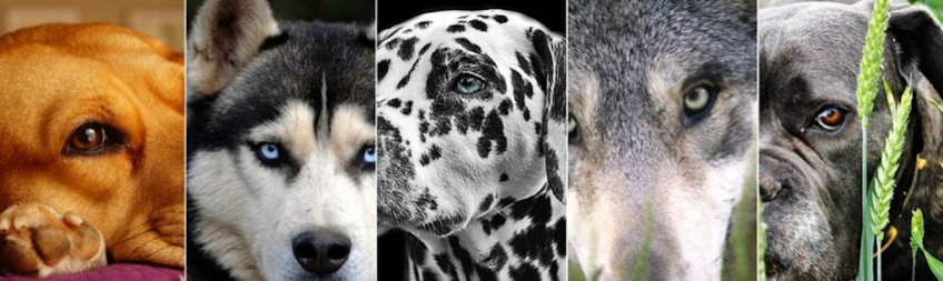 Dog Collage