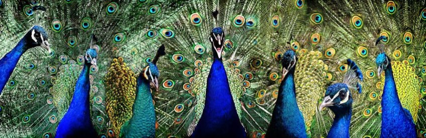 Peacock Collage