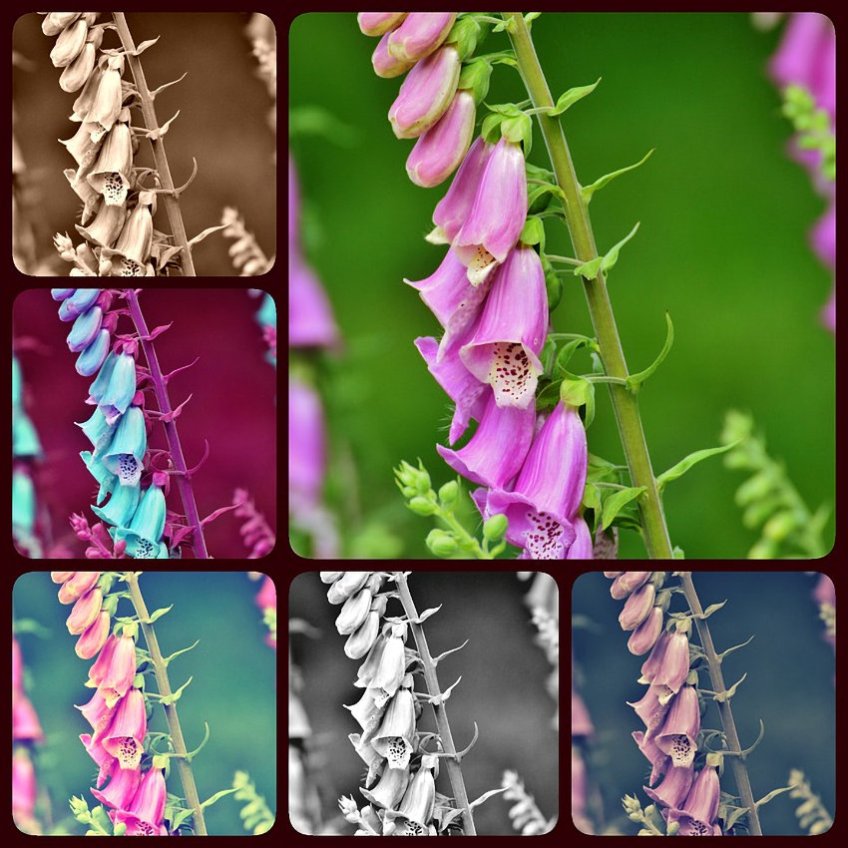 Flower Collage