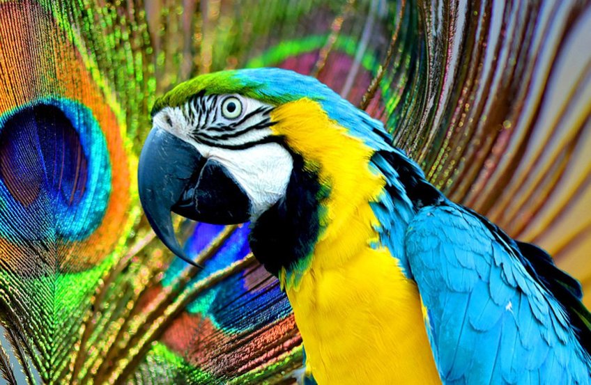 Parrot Collage