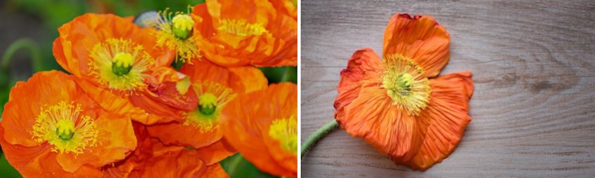 Poppies Live vs Silk