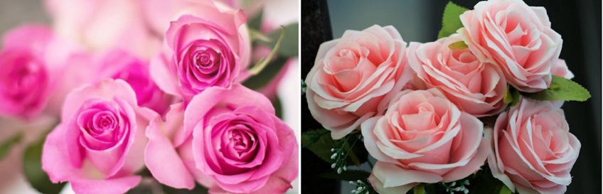 Roses Live vs Silk