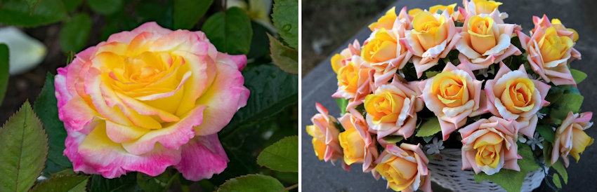 Roses Two Tone Live vs Silk