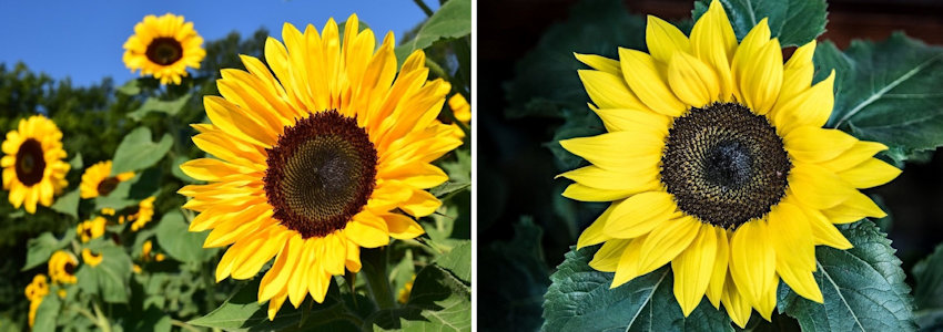Sunflowers Live vs Silk