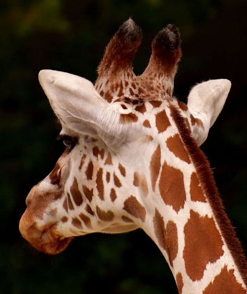 Giraffe Back of Head