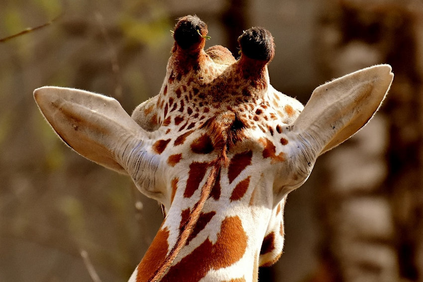 Giraffe Back of Head